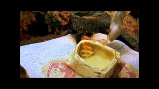 Detailed Heloderma horirum exasperatum juvenile feeding II
