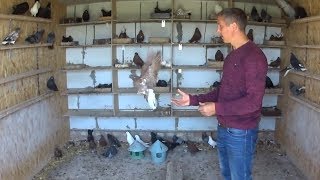 Первый подъем молодых голубей в этом году и голуби космонавты