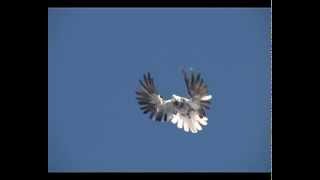 Голуби серпастые / Pigeons serpasto