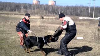 Тренировка по защите с ротвейлером и немецкими овчарками.