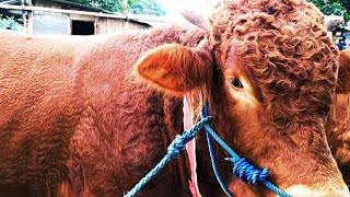 Ada bakalan limousin bull mantul bulu kriting pagi ini