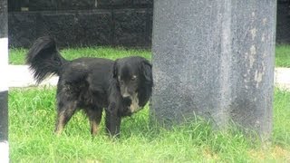 Бездомные собаки в Астрахани