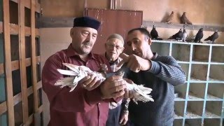 Голуби. В гостях у Салиха. ч.1 (1.ч. 18мин.) 19.07.2015.