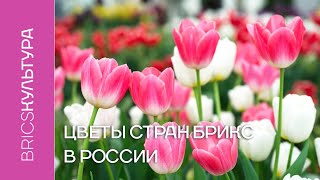 Цветы стран БРИКС в России