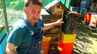 Снова ловушки Заселяю Японский улей Смотрите и делайте