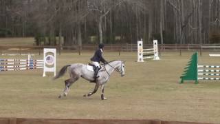 Tender Bravissimo P Pine Top SJ - Feb 2017