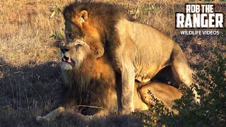 Gay Pride! Male Lions Reinforcing Social Bonds