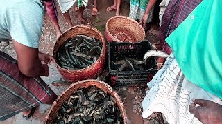 মোহনগঞ্জ ও মদনের দেশী শিং-মাগুর এবং কৈ-শোল মাছের নিলামের ডাক শুনুন! || Tongi Wholesale Fish Market