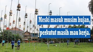 LOMBA BURUNG PERKUTUT, LIGA BATAVIA PUTARAN KE 10