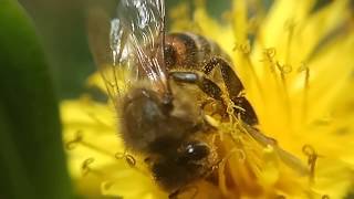 Dandelion & Bee 10x zoom macro slow motion 120fps