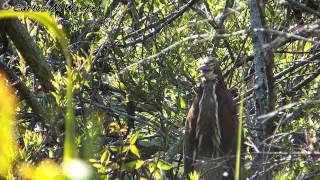 Aves del Río de la Plata y Tigre Delta