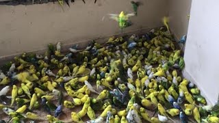 Muhabbet Kuşu Yavruları Çoğalıyor