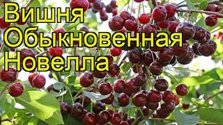 Вишня обыкновенная Новелла. Краткий обзор, описание характеристик cerasus vulgaris Novella