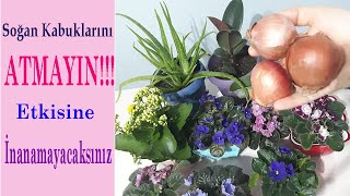 Soğan Kabuğunun Müthiş Etkisine İnanamayacaksınız,Soğan Kabuğu ile Çiçek Coşturan Yapımı,Fertilizer