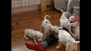 Dalmatian puppies StormGuard kennel / Щенки далматина