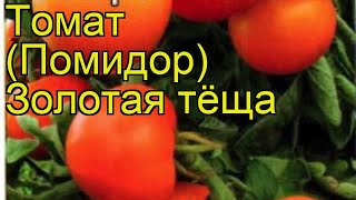 Томат обыкновенный Золотая тёща. Краткий обзор, описание характеристик, где купить семена