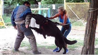 ПРИЗРАК. Борьба со ЗЛОМ. Черная Немецкая Овчарка.  Ghost. Black German Shepherd.