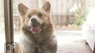 Dog causes explosion in home