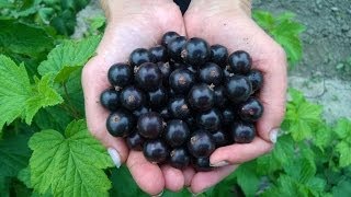 Черная смородина , сорта Софиевская , Илья Муромец , Козацкая