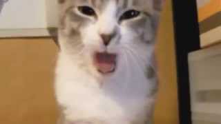 ★Epic Funny Cats   Compilation Part Two The Cat Strikes Back!★