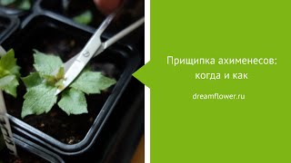 Прищипка ахименесов. Как прищипывать ахименесы