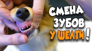 У моей Шелти меняются зубки. Новые знакомые, совместная прогулка в зимнем лесу!