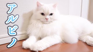 アルビノ猫と遊べなくなりました...
