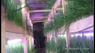 Лук перо под искусственным освещением №2 , сорт Стардаст