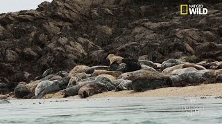 Les phoques gris de Bretagne