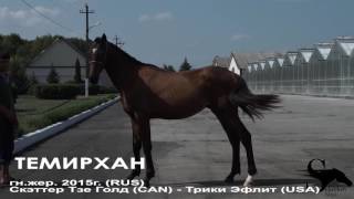 Продажа лошадей конный завод "Sekrekov Stud"