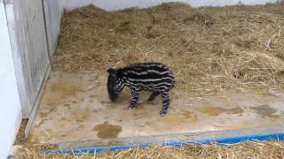 Tapir Calf Enjoys Some Playtime