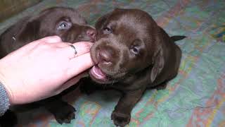ПРОДАЮТСЯ! ЩЕНКИ Шоколадного Лабрадора! Chocolate labrador puppies for sale