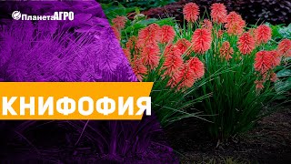 ? Семена цветов Книфофия ?  Садоводство с Планета Агро