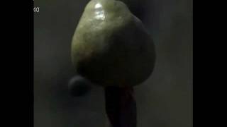 Высокоскоростная съёмка. Выстрел из ружья. Slow Motion Video
