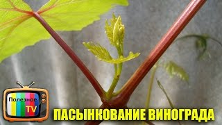 ПАСЫНКОВАНИЕ ВИНОГРАДА ВЗРОСЛЫХ ПЛОДОНОСЯЩИХ КУСТОВ