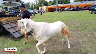 Kontes Ternak Kambing