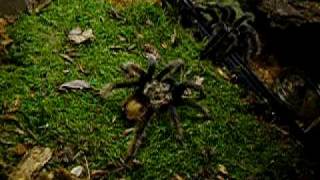 Brachypelma albopilosum - páření (2. část)