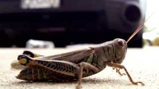 Bugstep Insect Dubstep