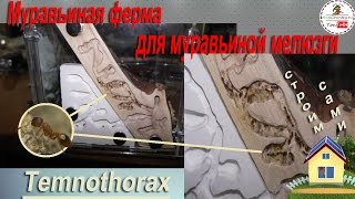 Как сделать  муравьную ферму из дерева для муравьев#Temnothorax