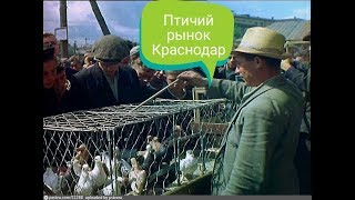 Птичий рынок Краснодар 01.04.2018г.(Ярмарка голубей,животных)в 4к