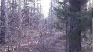 deer hunting with dogs 2014