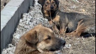 Мужчина выстрелил в собаку, которая облаяла прохожего, в Хабаровске.MestoproTV