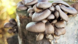 Урожай вешенки на пнях в огороде