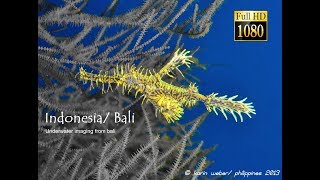 Indonesia/ Bali - Underwater imaging from bali by johannes weber (HD)