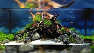 Aquascape. Студия аквариумного дизайна Aquayozh. Наши работы в природном стиле.