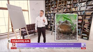 Фразеологізми зі словом "жаба" - експрес-урок