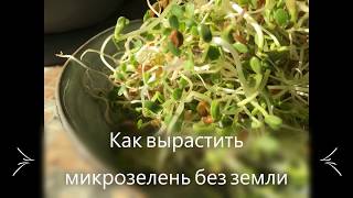 МИКРОЗЕЛЕНЬ БЕЗ ЗЕМЛИ. Способ выращивания микрозелени на воде в банке