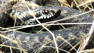 Гадюка обыкновенная весной, Viper in the spring