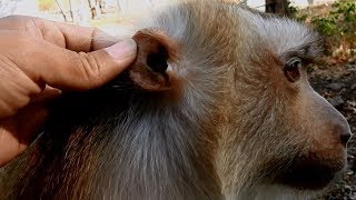 Super cute mommy monkey sitting to watch her son baby ROCKY playing