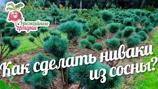 Как сделать ниваки из сосны? Формирование хвойных  #urozhainye_gryadki